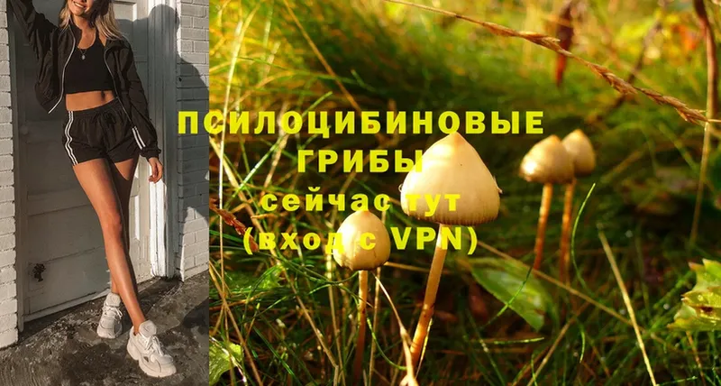 Псилоцибиновые грибы Psilocybe  Красный Сулин 